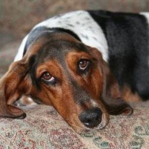 Meet your Posher, Bennett